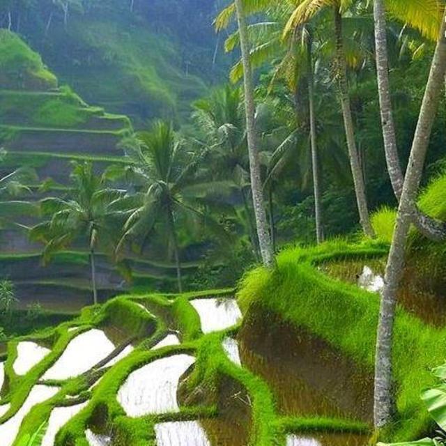 AIRFARE to BALI