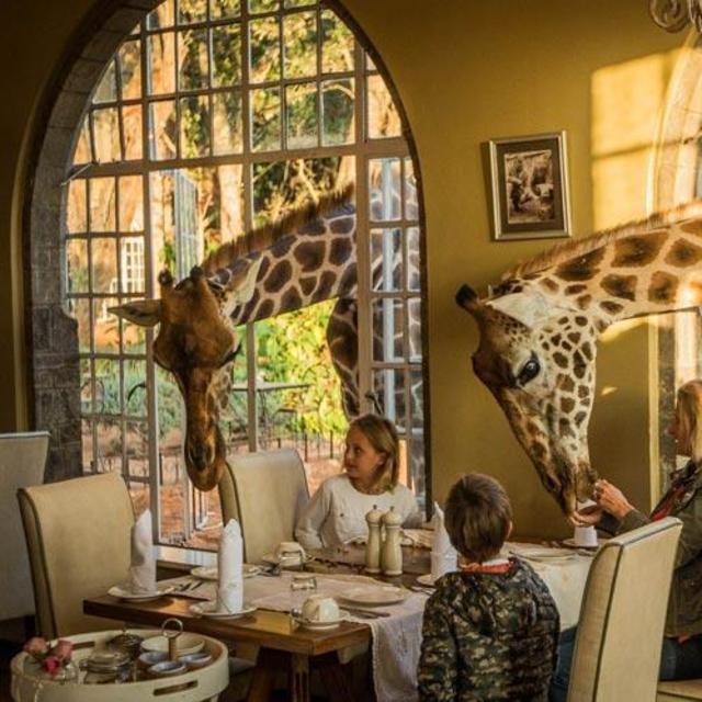 Breakfast with the Giraffes