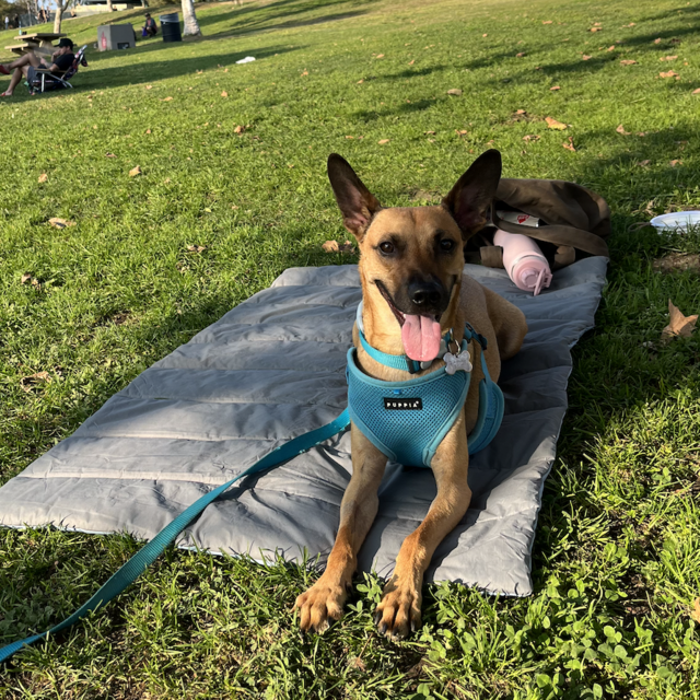 Rigatoni's Backyard Fund