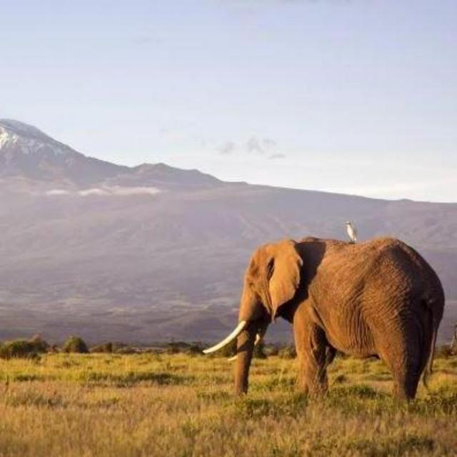 Our Safari Fund