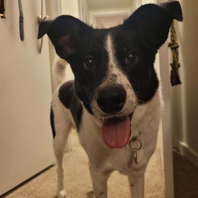 Louie Fund