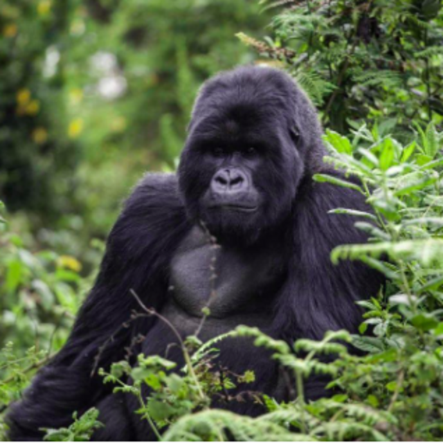 Honeymoon Activity: Gorilla Trekking in Rwanda