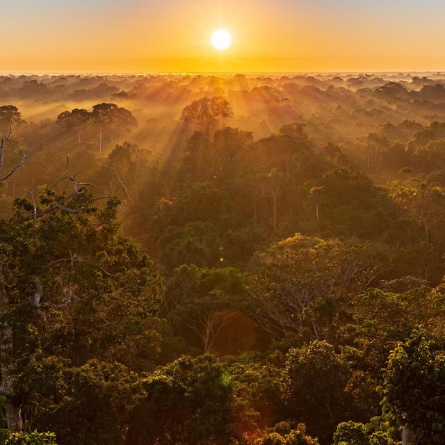 Trip to the Amazon in 2020