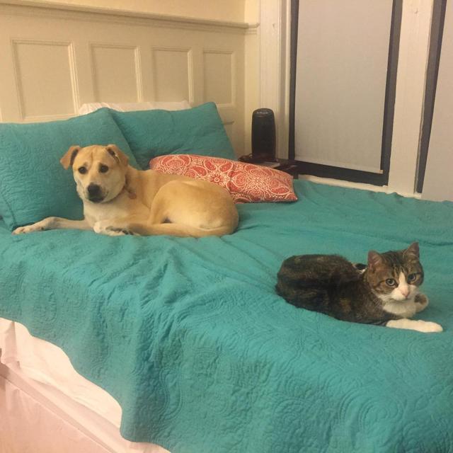 Pet Sitting for Dixie and Loretta During our Wedding Stay (August 3-17)