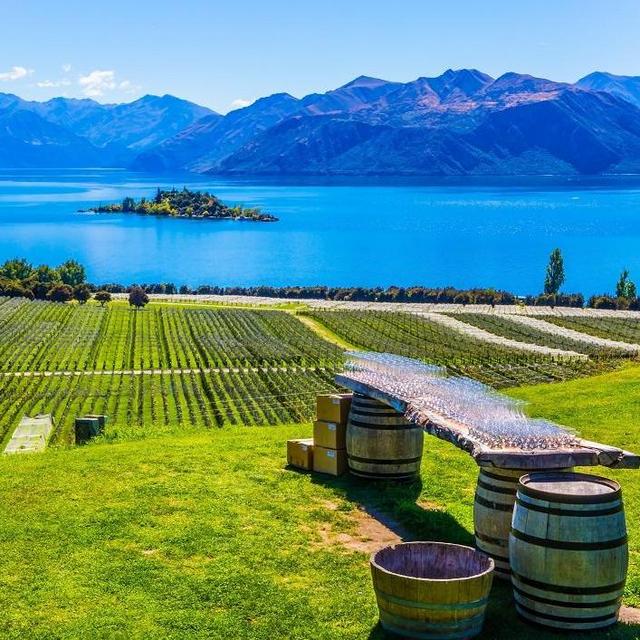 Honeymoon: Vineyard Tour / Wine Tasting