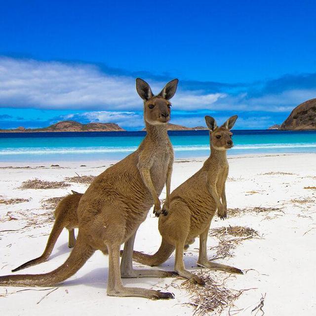 Honeymoon: Trip to Kangaroo Island