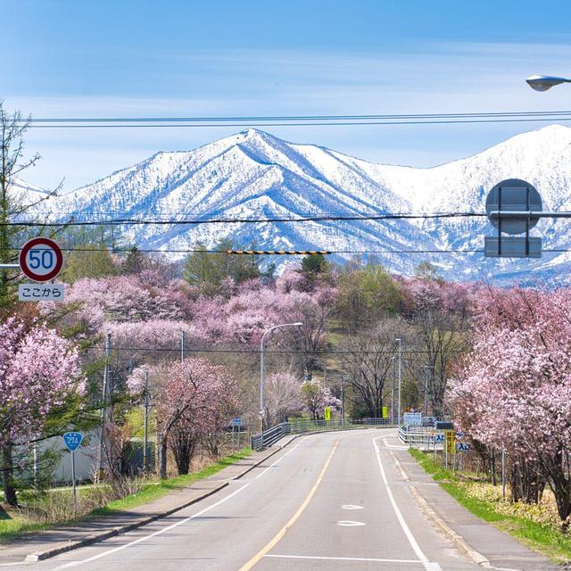 Our Honeymoon to Japan