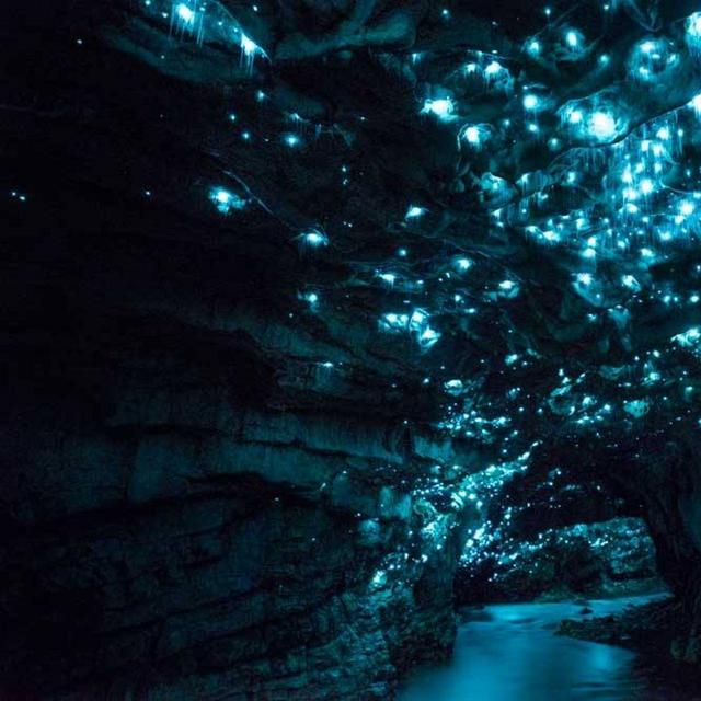Auckland Secret Glow Worm Tour