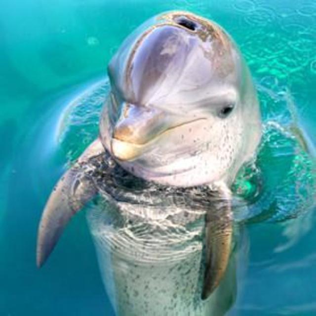 Dolphin Encounter