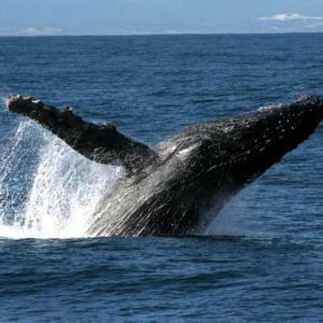Whale Watching - Romantic Private Reserve