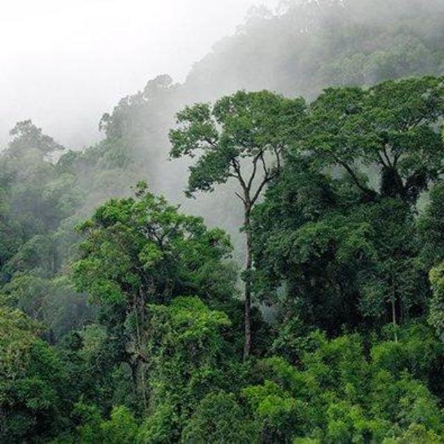 Khao Sok National Park Jungle Trek