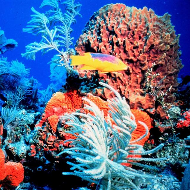 Seychelles Snorkeling Tour