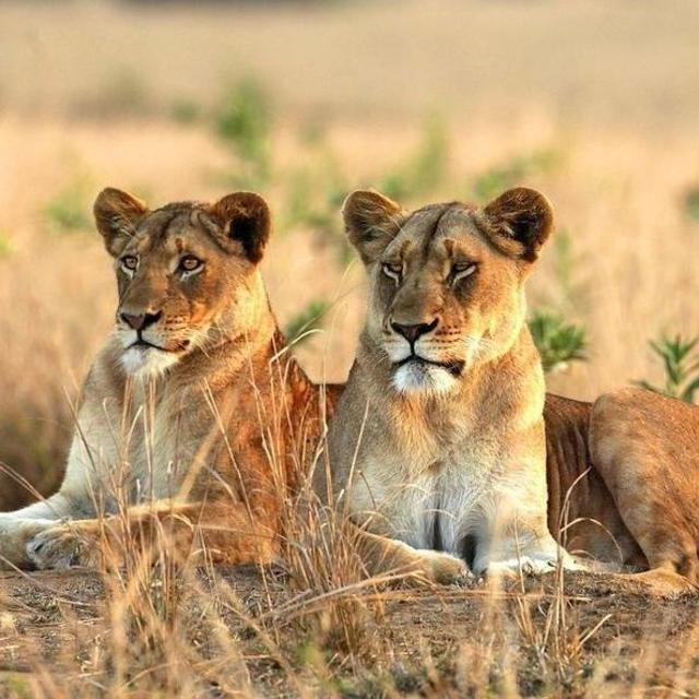 Safari at Kruger National Park, South Africa