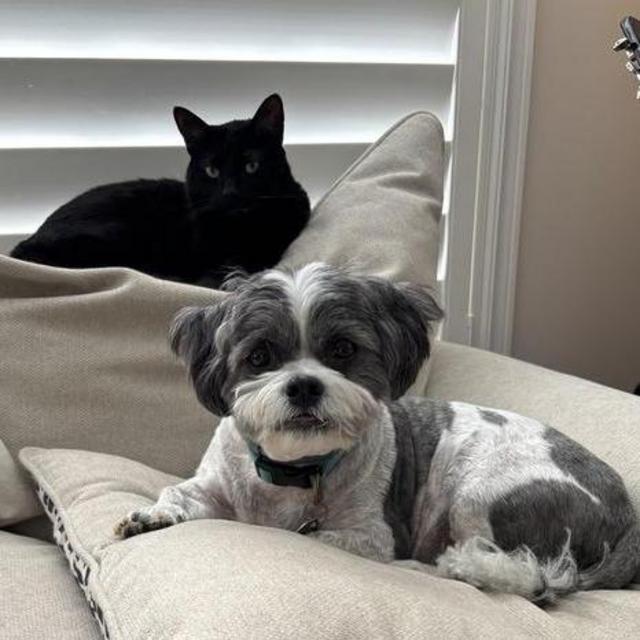 Ollie & Hector Boarding