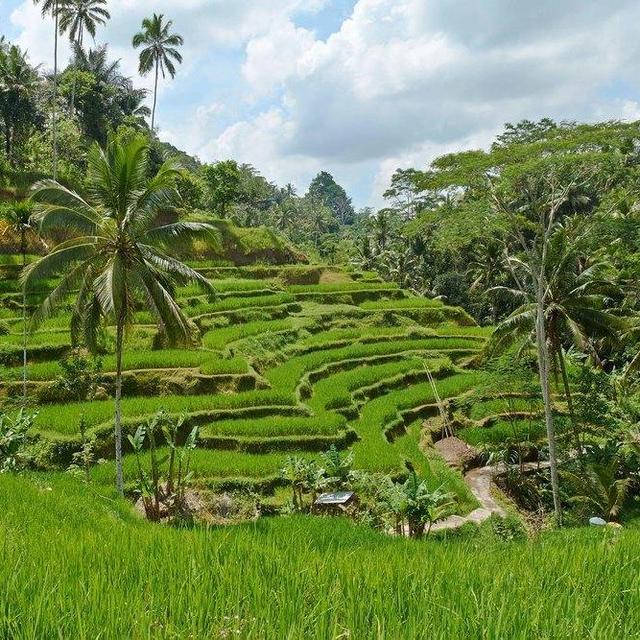 Guided Tour of Ubud