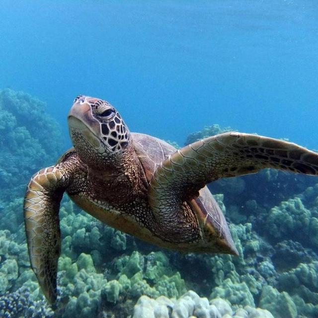 Honeymoon Swimming with Turtles Trip