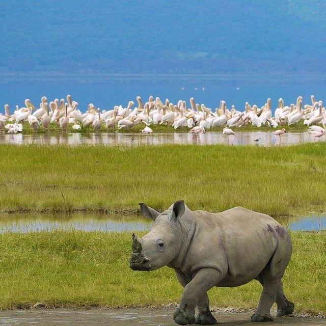 Adventures in Lake Nakuru National Park