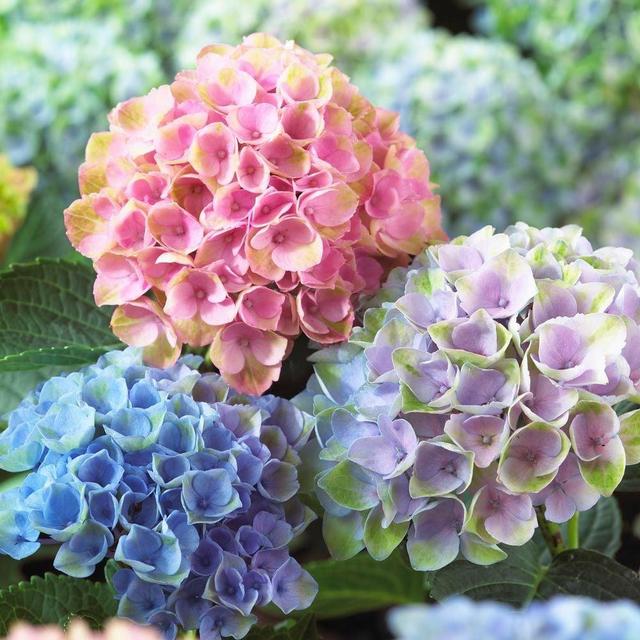 Perennials for our house :)