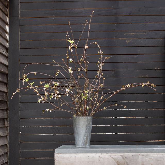 Seasonal White Blossom Branches