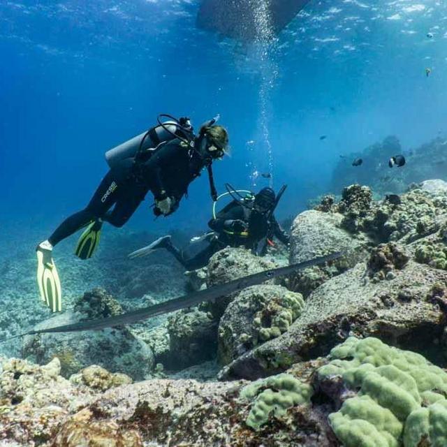 Scuba diving!