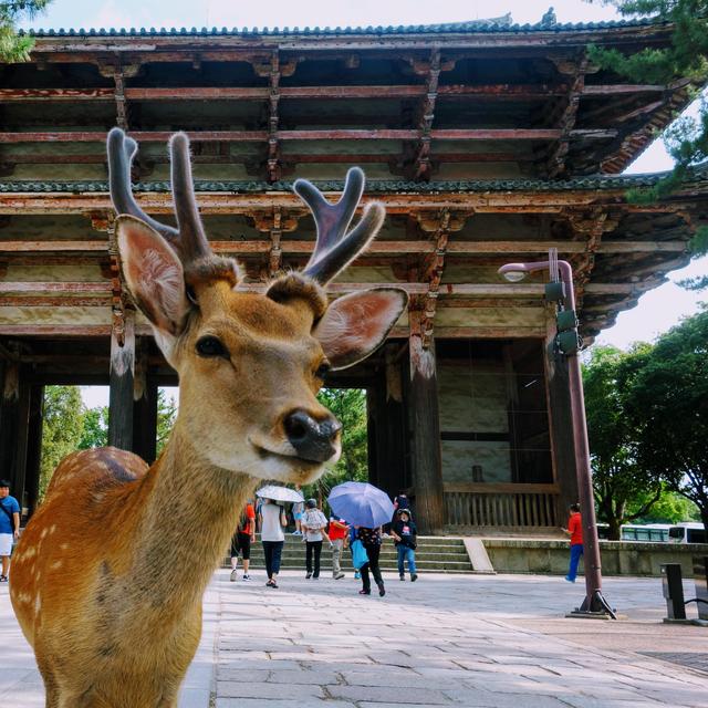Day Trip to Nara!