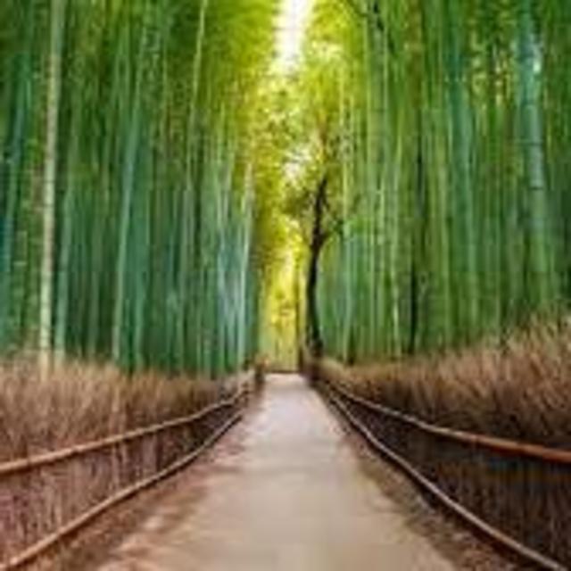 A Visit to the Bamboo Forest in Kyoto!