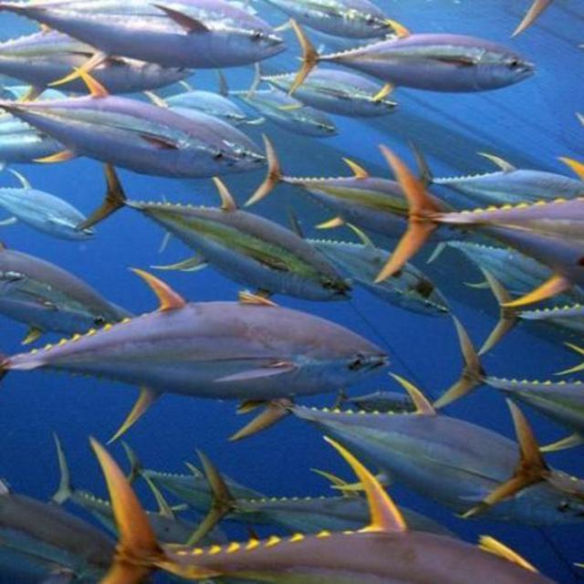 Hawaii Fishing Charter!