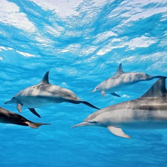 Honeymoon Swimming with Dolphins