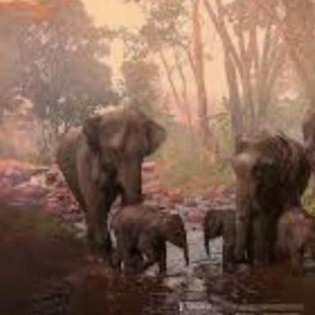 A Day At Patara Elephant Sanctuary, Chiang Mai Thailand