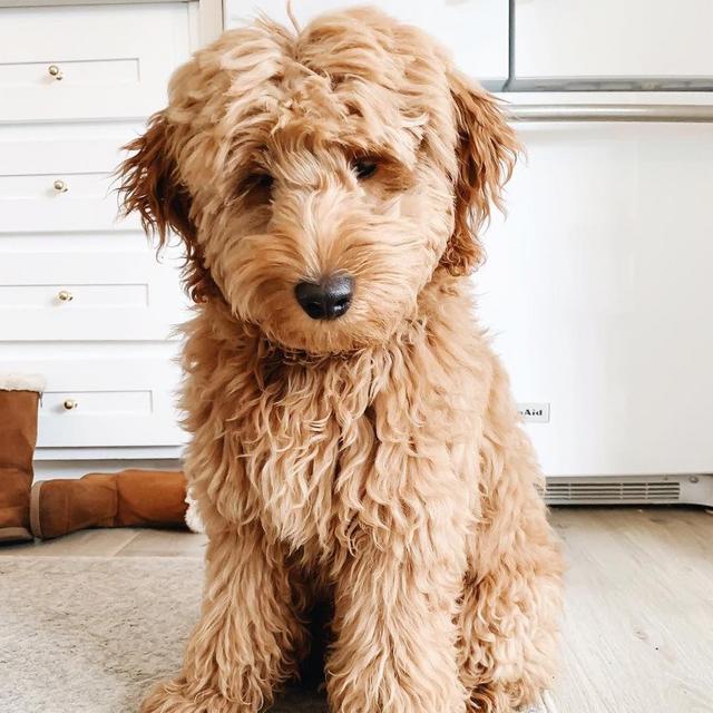 A puppy