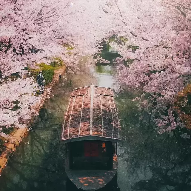 Cherry Blossom Boat Ride