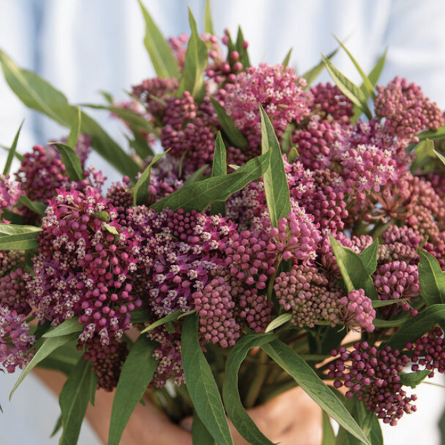 Swamp Milkweed Asclepias Seed