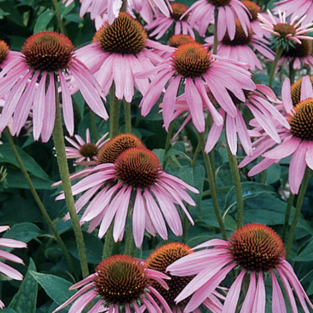Echinacea purpurea Echinacea Seed