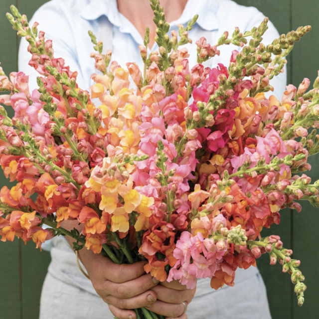 Johnny's Potomac Early Sunrise Mix (F1) Snapdragon Seed