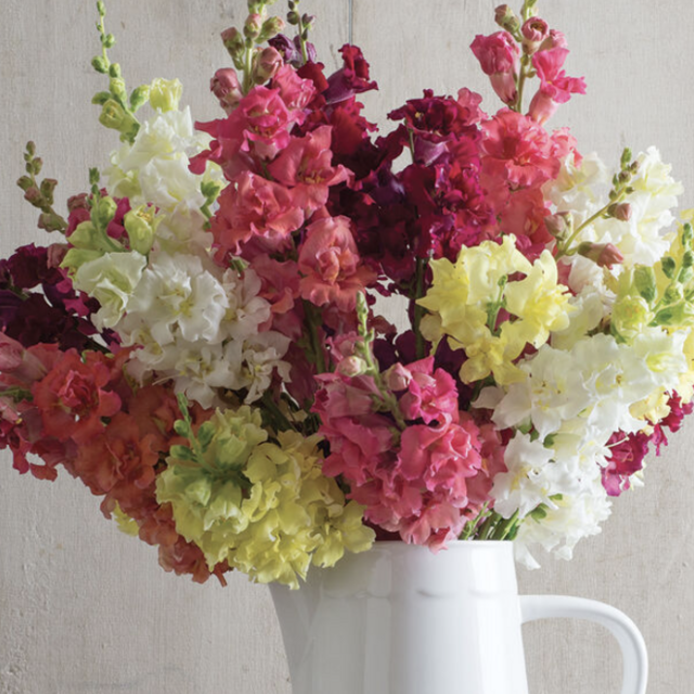 Madame Butterfly Mix (F1) Snapdragon Seed