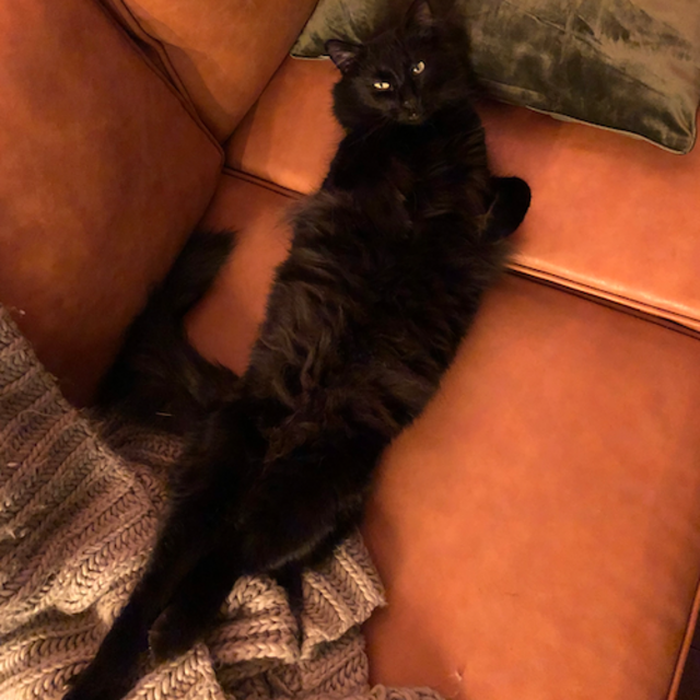 Cat Sitter for our Honeymoon