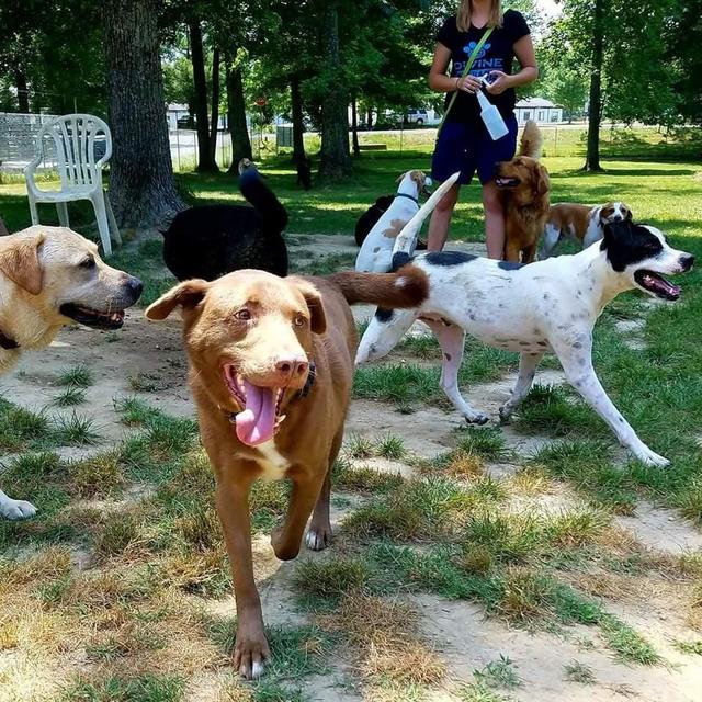 Doggie boarding