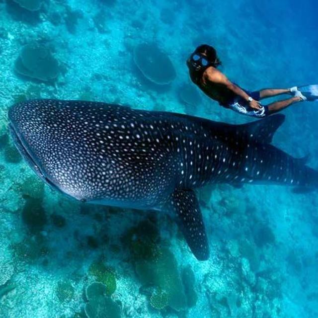 Swimming with whale sharks