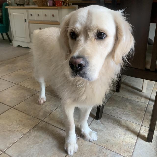 Hamlet's Treat Fund