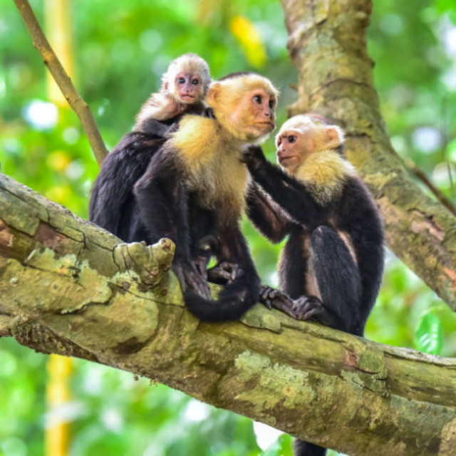 Our Costa Rican Honeymoon