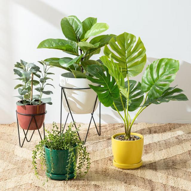 Houseplant fund