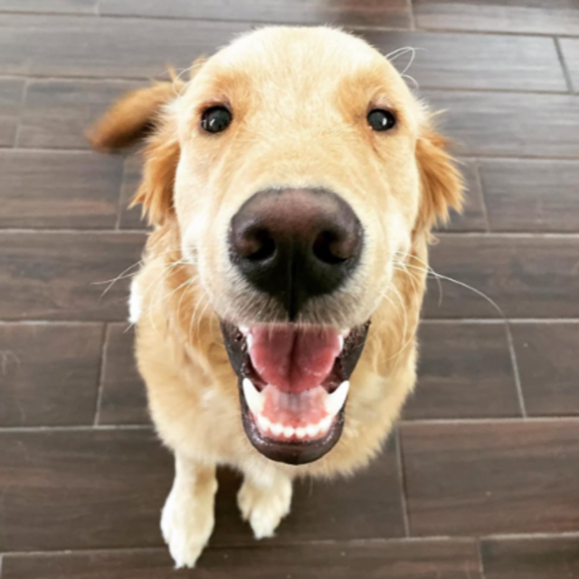 Hank's Cookie Fund