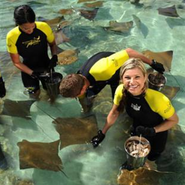 Stingray Experience - Atlantis Bahamas