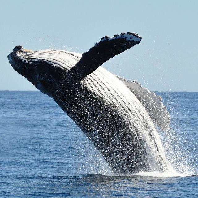 Honeymoon - Whale & Dolphin Watching Experience
