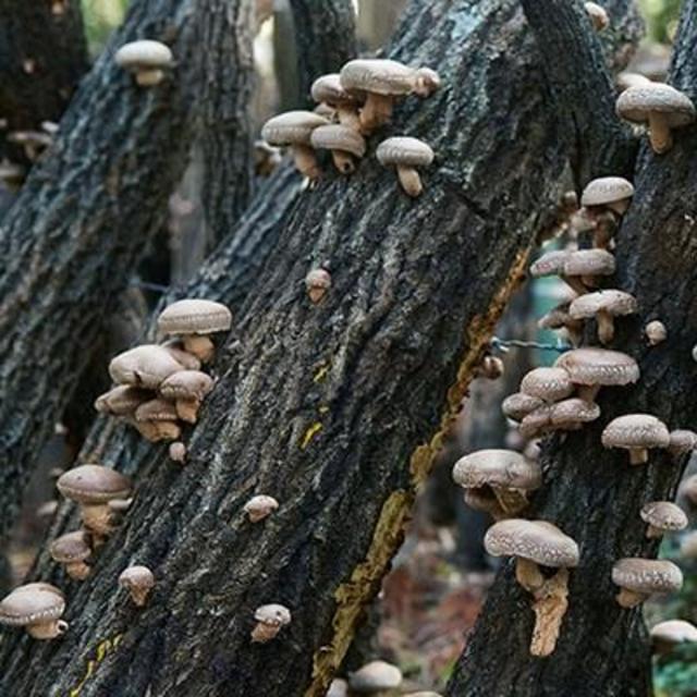 Mushroom Picking Adventure