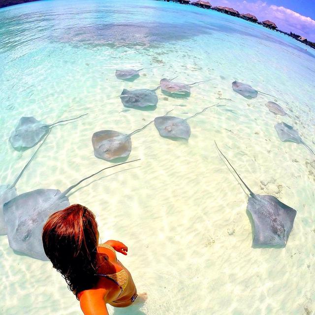 Swimming with String Rays In Bora Bora
