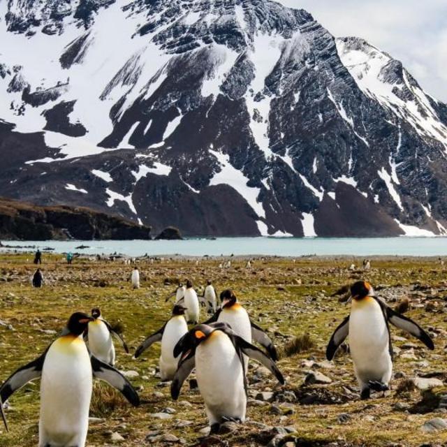 Trip to visit penguins in Antarctica!