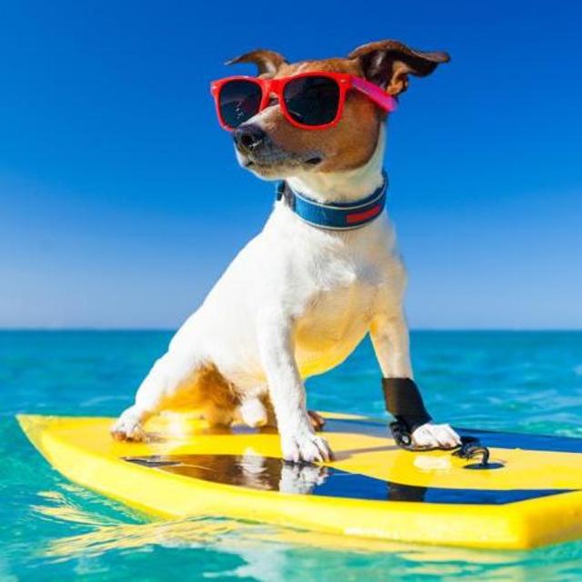 Stand up Paddleboarding