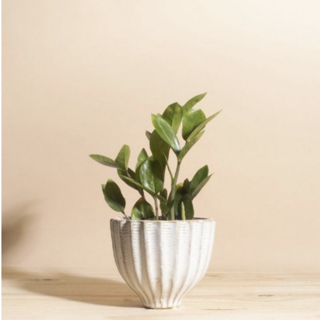 Home Botanicals Zanzibar Gem ZZ Plant
