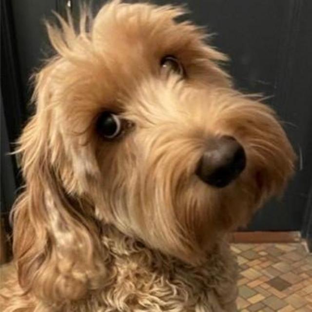 New Puppy Fund
